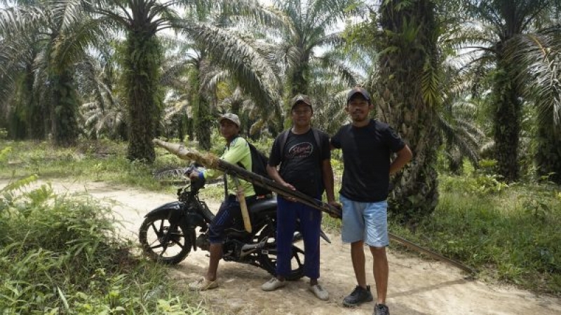 Daya Beli Petani Sawit Menurun, BPDPKS Diminta Perbaiki Kinerja