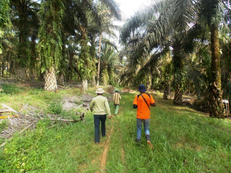 Lobi Diskriminasi Sawit dengan Isu Nasib Petani dan Kesejahteraan Petani Sawit