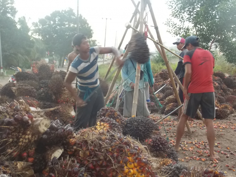 Petani Kawatir Saat Panen Raya Harga TBS Semakin Parah