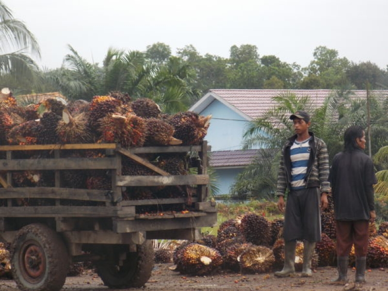 Petani Sawit Kecil Masih Terlilit Banyak Masalah