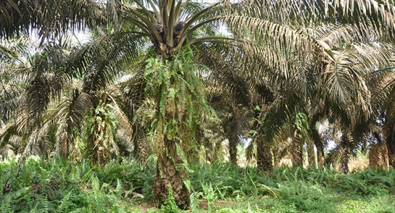 Alokasi Dana Sawit Masih Timpang, Petani Tuntut Keadilan