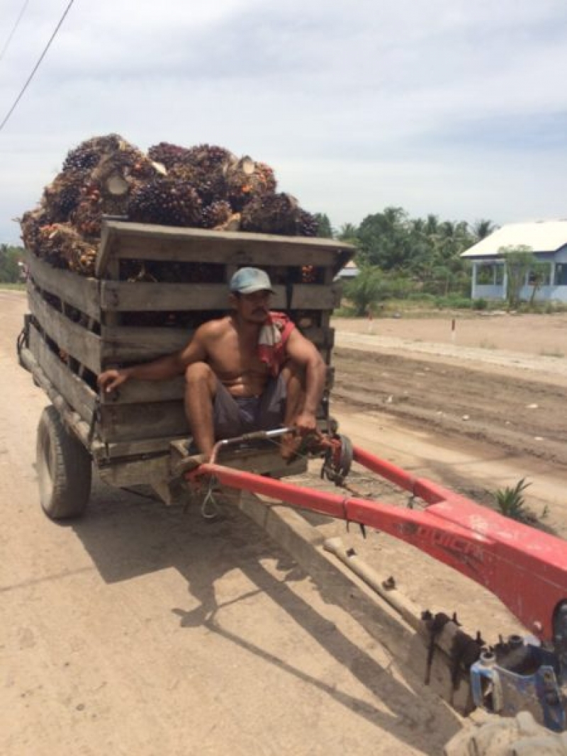 Sulit Terapkan ISPO kalau tidak ada Kelembagaan Petani. BUMDES bisa jadi alternatif