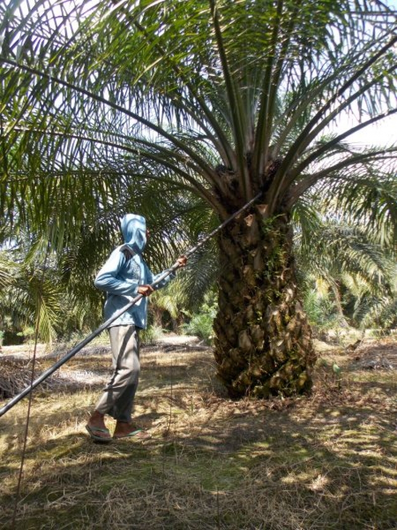 Harga Sawit Turun, Petani di Muarojambi Bingung Cari Utang