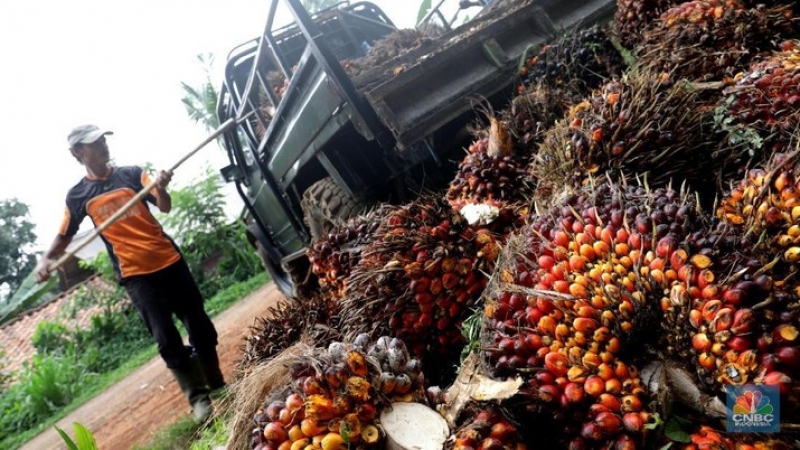 Cuan! Harga Minyak Sawit Naik 2% Lebih Minggu Ini