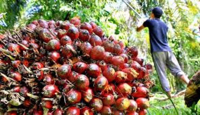 Kelapa Sawit: Bersahabat dengan Lingkungan!