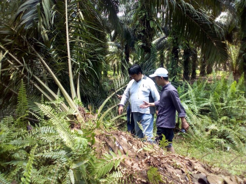 Provinsi Sentra Sawit di Minta Segera Terbitkan Pergub Harga TBS