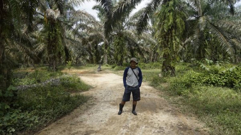 Perlindungan Petani dan Moratorium Sawit