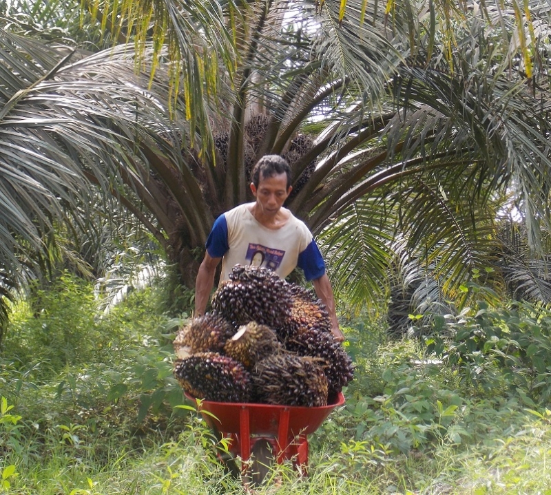 Harga TBS Petani Sawit Swadaya Kab. Sanggau dan Sekadau Setelah Pencabutan Larangan Ekspor CPO Rata-Rata Rp. 2.100/Kg