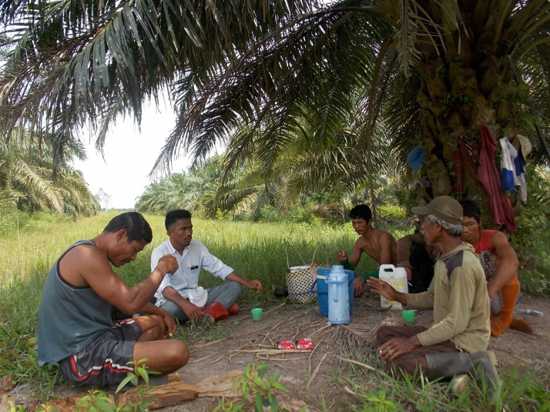 Perusahaan Sawit Akan Diaudit, Apa Kata Serikat Petani Kelapa Sawit?