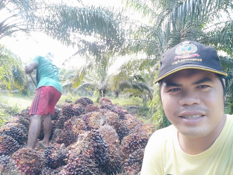 Petani Sawit Mandiri di Paser Mengaku Belum Sejahtera, Ini Penyebabnya