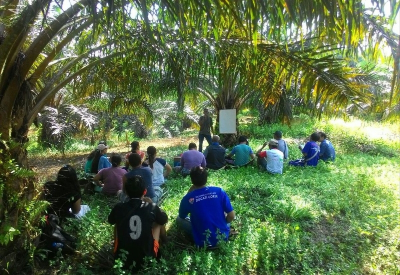 Program Biodiesel Ancam Alih Fungsi Lahan? Libatkan Petani Sawit dalam Rantai Pasok