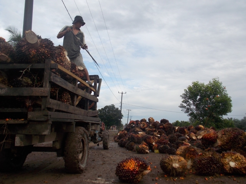 Berpihak ke industri, Petani Sawit minta pungutan dana sawit direvisi