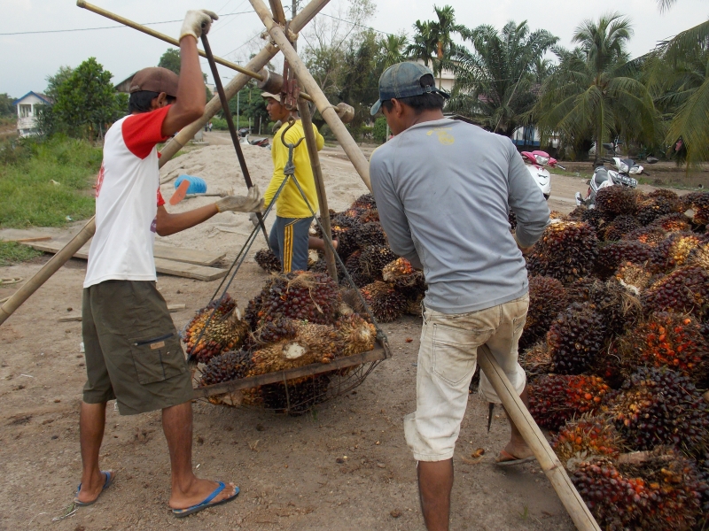 Pemerintah Kembangkan Biodiesel dari Sawit, Ini Sederet Efek Negatifnya