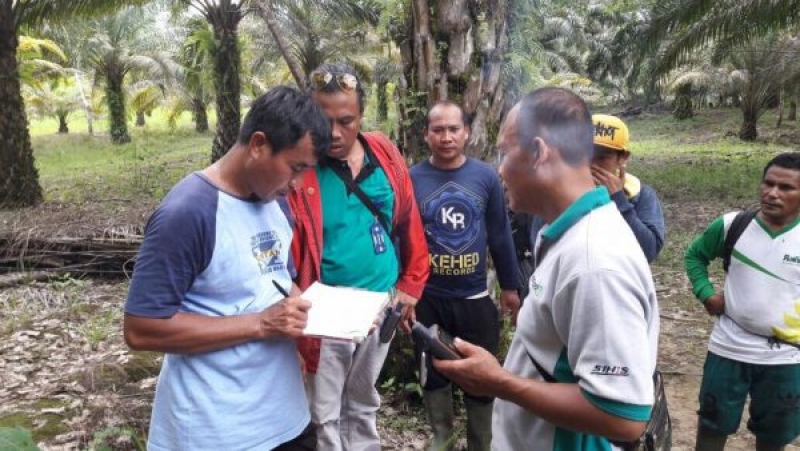 34 Persyaratan Jadi Ganjalan Peremajaan Sawit Rakyat