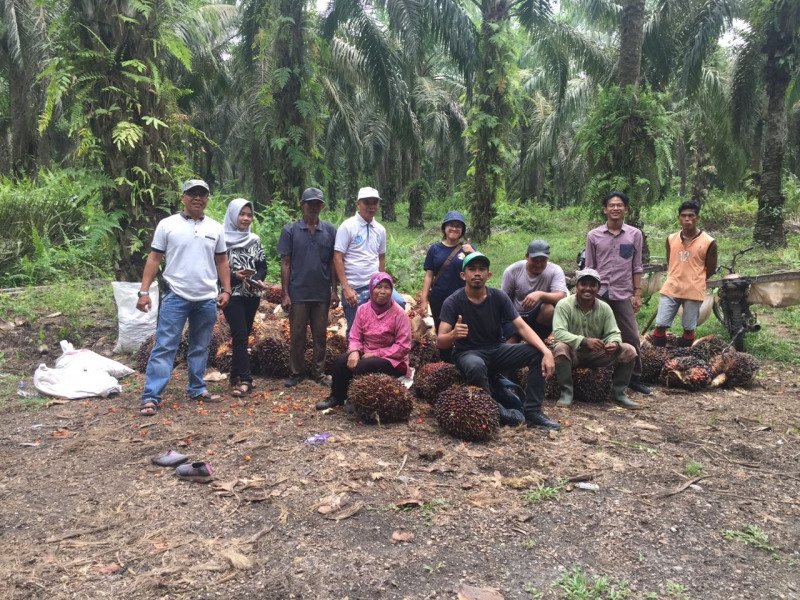 Sulbar Ekspor 8.000 Ton Cangkang Kelapa Sawit Ke Thailand