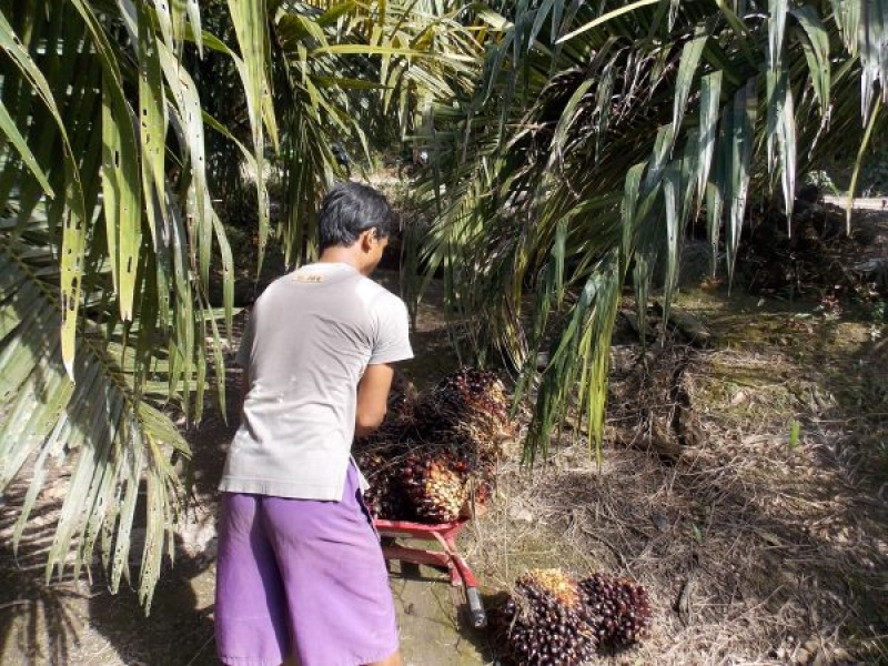 Kementan Siap Kolaborasi Satu Data Kelapa Sawit Indonesia