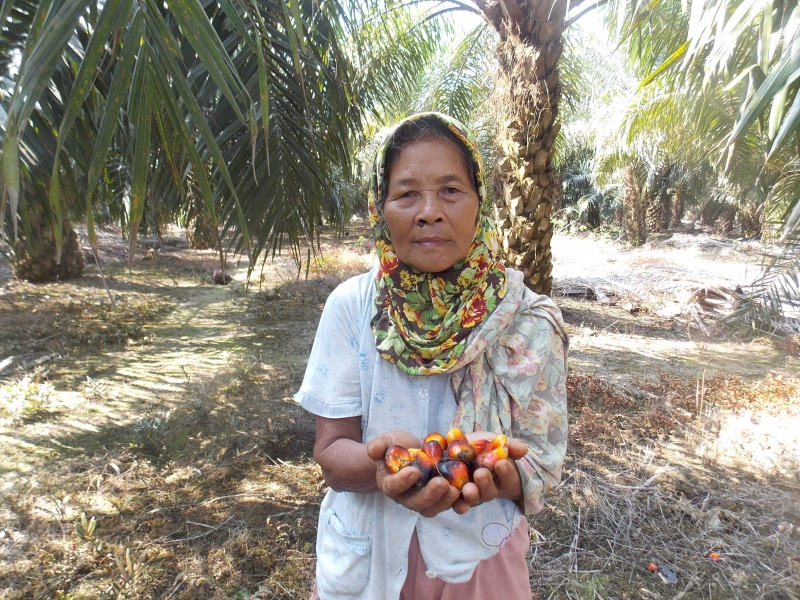SPKS Sebut Petani Sawit Belum Nikmati Tingginya Harga CPO