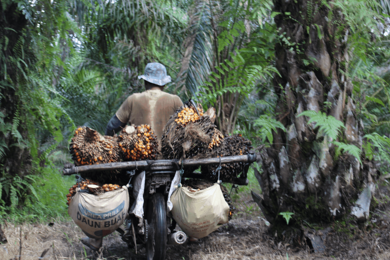 Harga TBS sawit di Kalbar tembus Rp2.800/kg