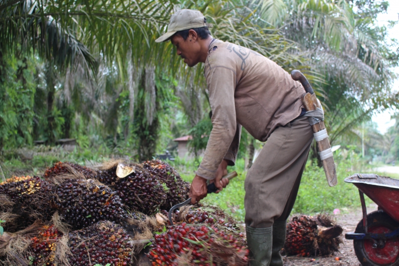 Harga Sawit Meroket, Petani Keluhkan Kenaikan Harga Pupuk