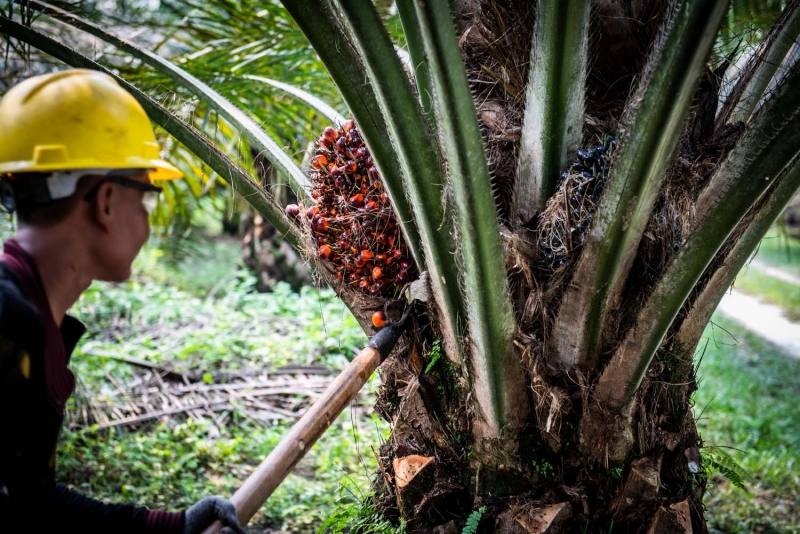 ISPO Wajib Untuk Petani Sawit, Pemerintah Siapkan Pembinaan selama 5 Tahun Kedepan