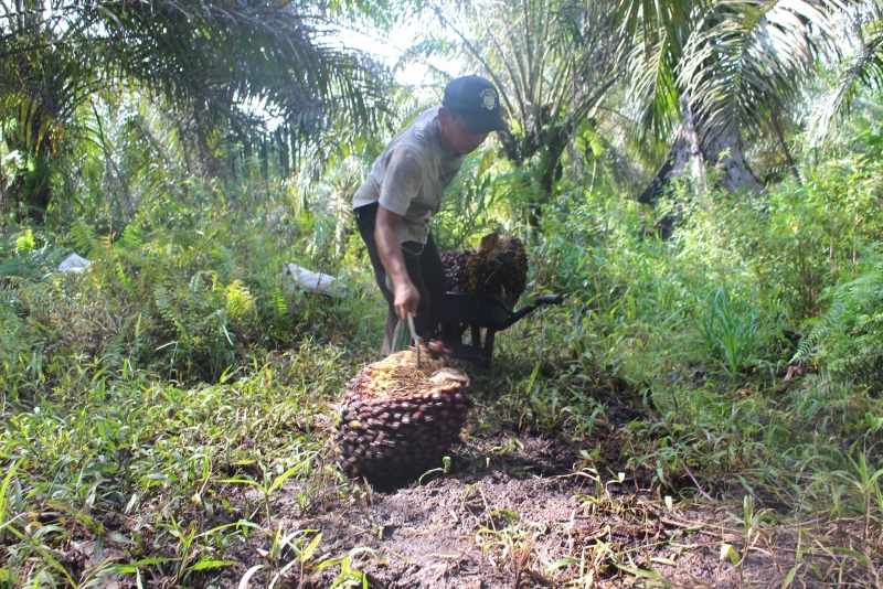 SPKS ragukan data Kementerian ESDM soal keterlibatan petani di program mandatori biodiesel B30