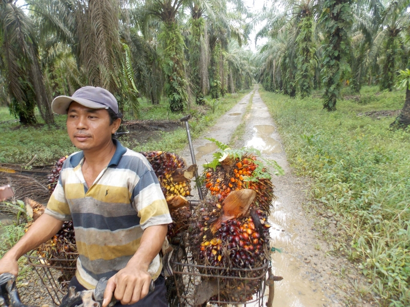 Program Biodiesel, Bisakah jadi Momentum Benahi Rantai Pasok Sawit?