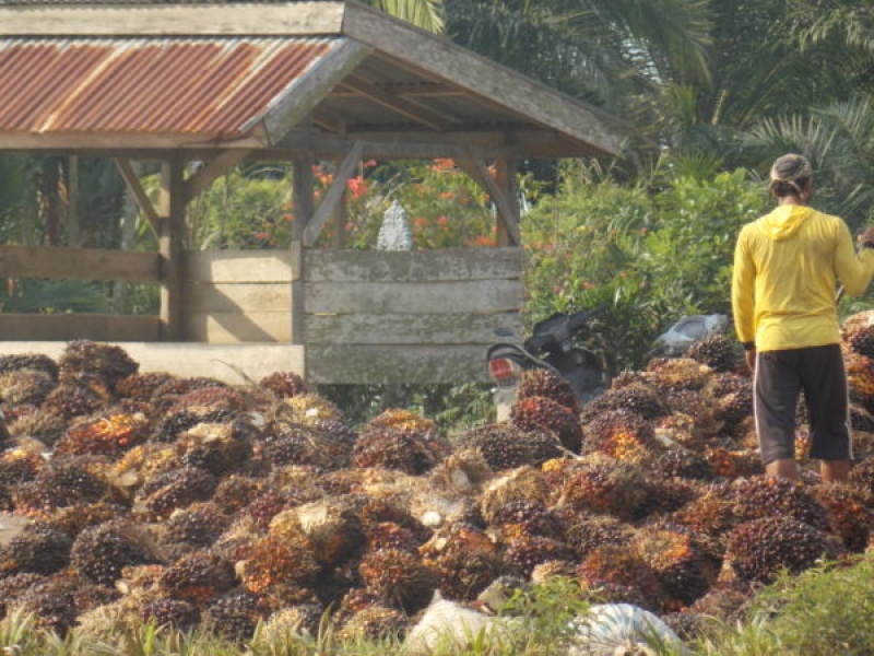 Kebijakan Harga TBS Produksi Pekebun, Sudah Seharusnya Di Cabut!