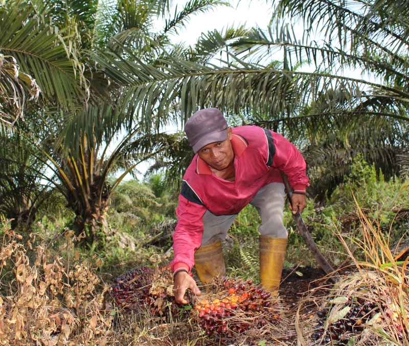 Catat Ini, BPDPKS Gagal Sejahterakan Petani Sawit