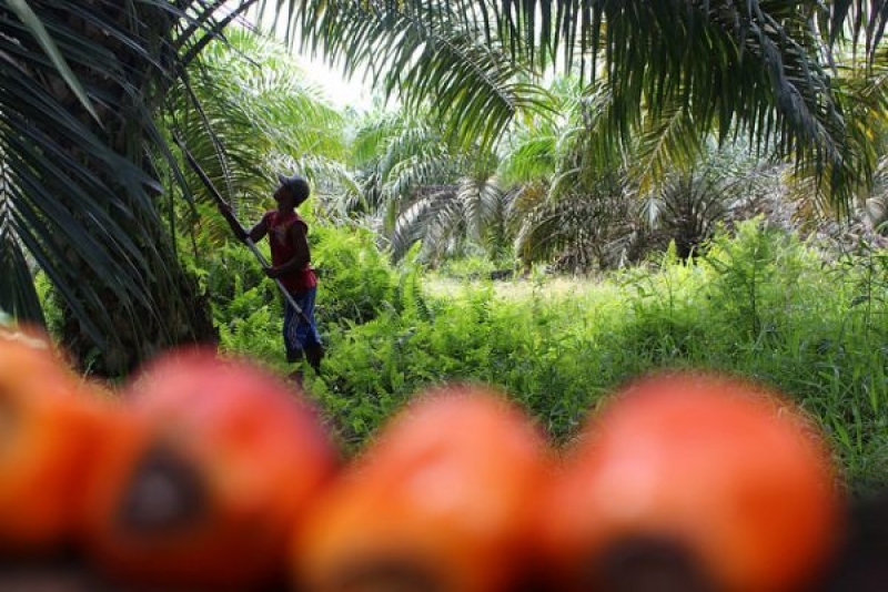 Petani Desak Presiden Jokowi Atasi Gejolak Harga Sawit