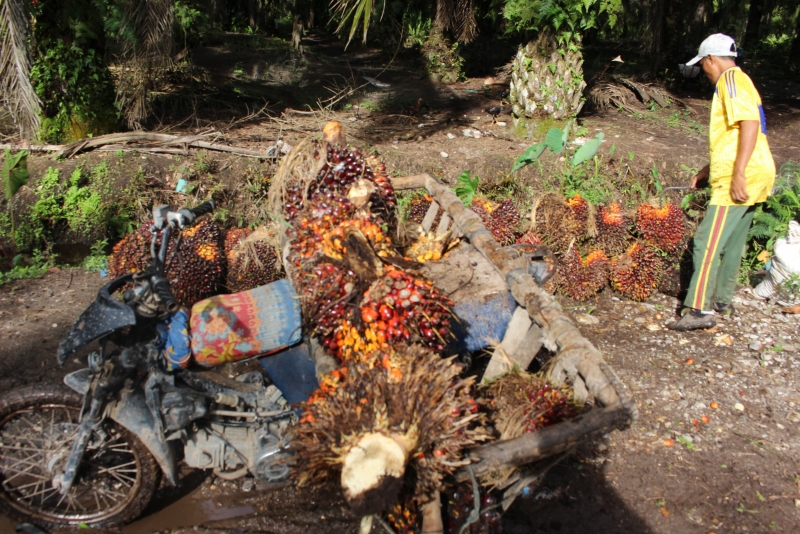 Dinas Perkebunan Kementan Hadiri Deklarasi Serikat Petani Kelapa Sawit di Kalteng