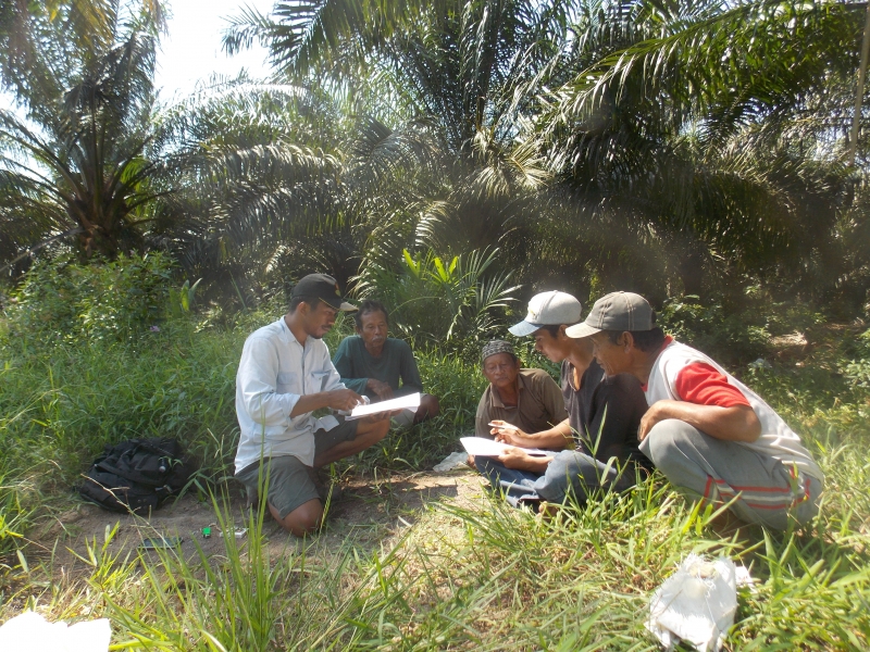 Benarkah Mandatori Biodiesel Sawit Berdampak Pada Harga TBS Petani