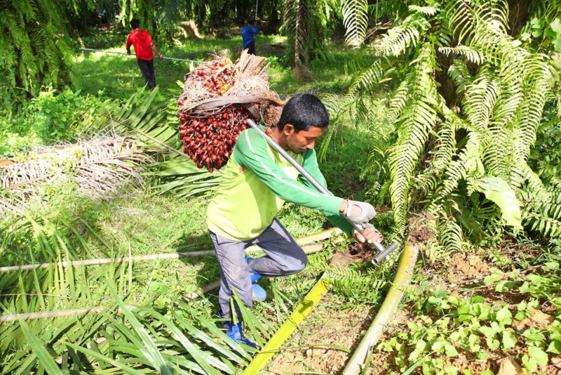 Small price increase in palm oil based products could save forests: Report