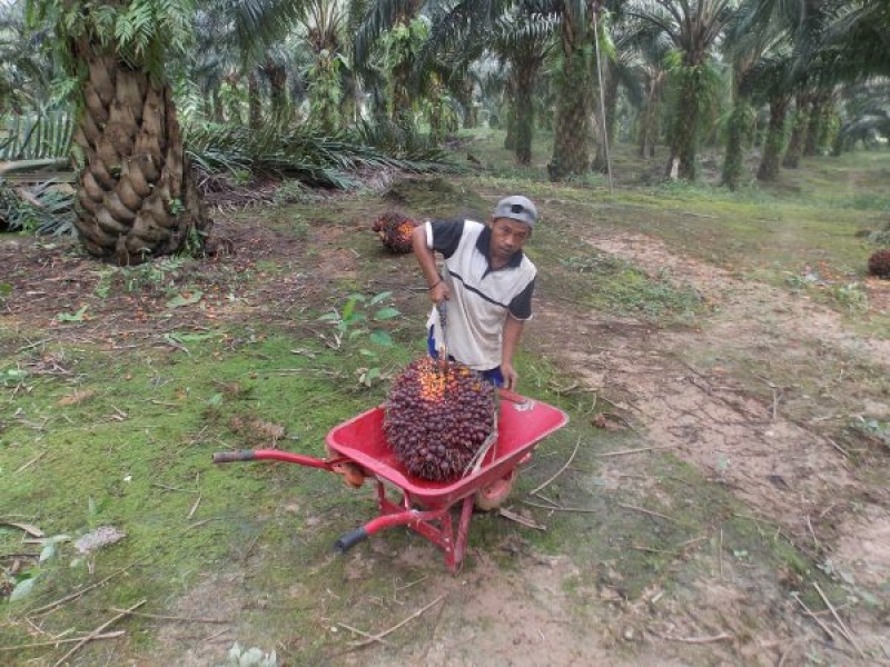 Salah Alamat Peruntukan Dana Pungutan Sawit