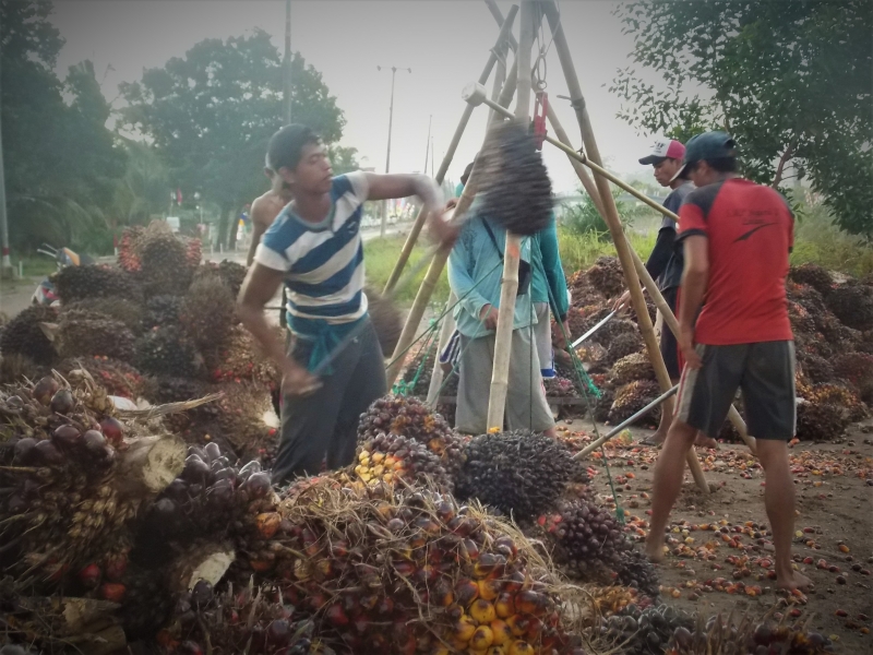 108 Tahun Berekspansi di Indonesia, Nasib Petani Sawit di Indonesia Memprihatinkan