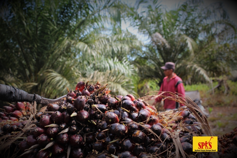 Pasca Inpres Moratorium, Petani Minta Kejelasan Pelepasan Kawasan Hutan