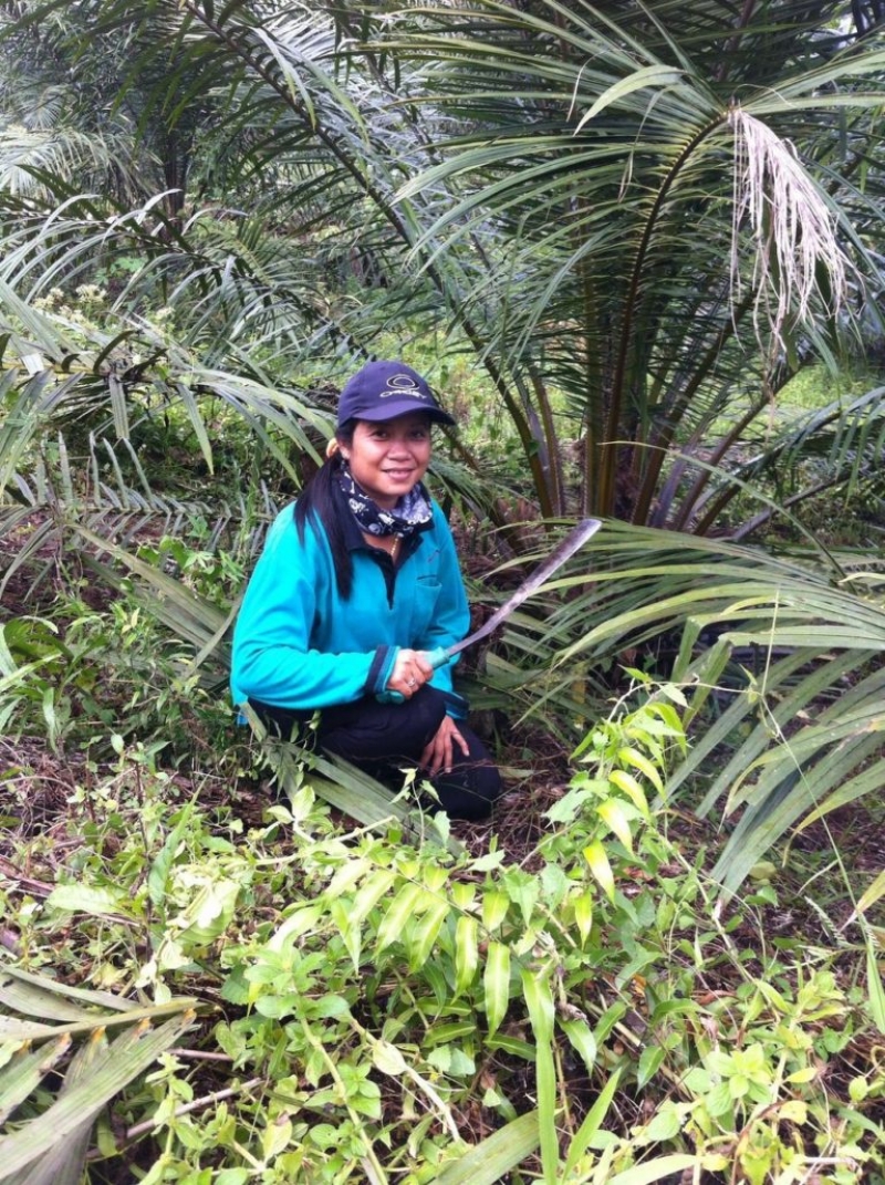 PEREMPUAN DAN PERKEBUNAN KELAPA SAWIT