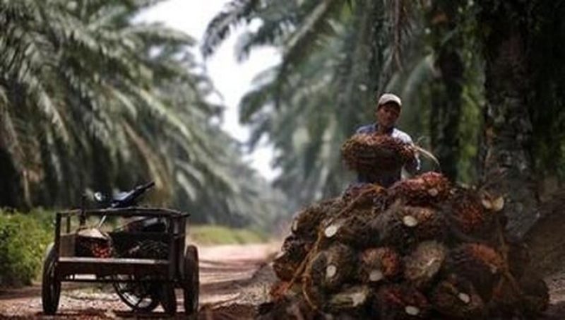 Di Atas Angin, RI Pede Menangi Gugatan ke Eropa Soal Sawit