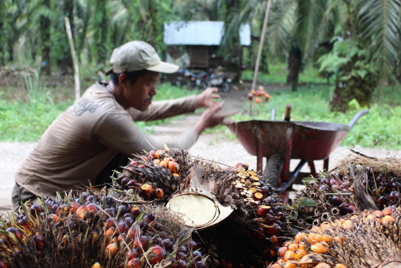 SPKS Bantah Dilibatkan Kementerian ESDM Di Program Biodiesel B30