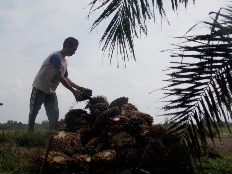 4 Pabrik Sawit Di Mamuju Tengah Turunkan Sepihak Harga TBS Sawit, Petani Lakukan Somasi