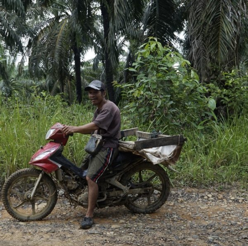 Presiden Belum Paham Betul Soal Posisi Sawit Indonesia
