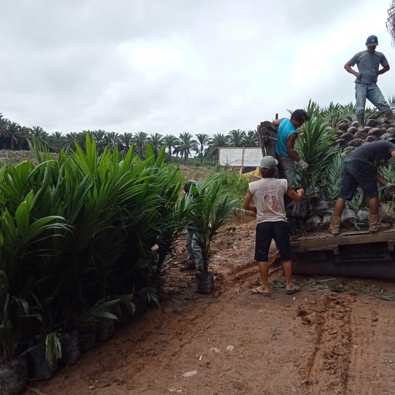 Koperasi GSL Dampingan SPKS di Kabupaten Sanggau Salurkan Bibit untuk PSR