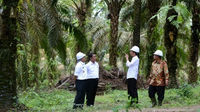 Kementan Siap Kolaborasi Satu Data Kelapa Sawit Indonesia