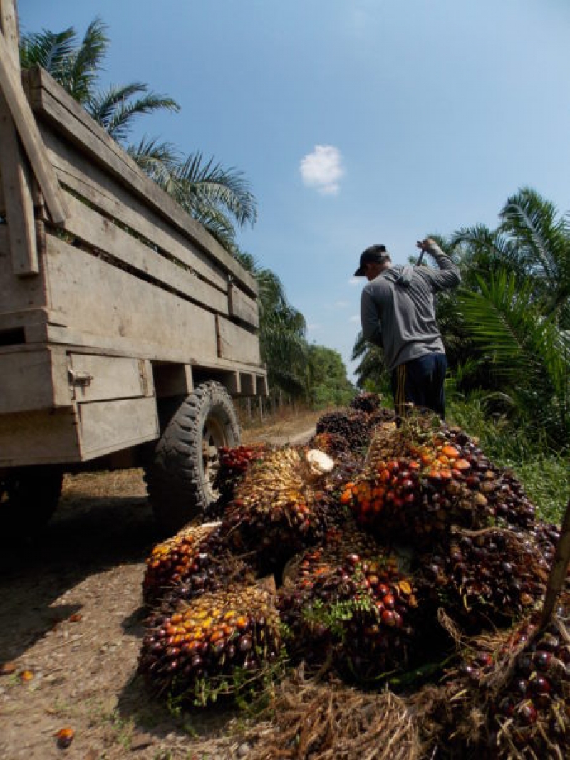 Petani Sawit di Sekadau Rugi Besar
