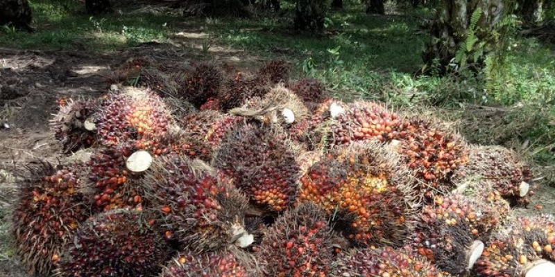 RSPO Dorong Produk Berlabel Minyak Sawit Berkelanjutan