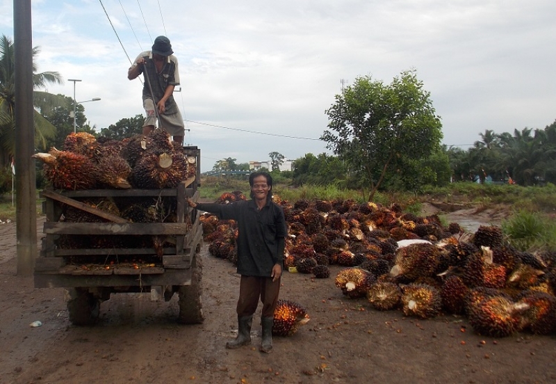 Harga TBS Petani Sawit Swadaya Kab. Paser Kalimantan Timur Setelah Pencabutan Larangan Ekspor CPO Rp. 1.700/Kg