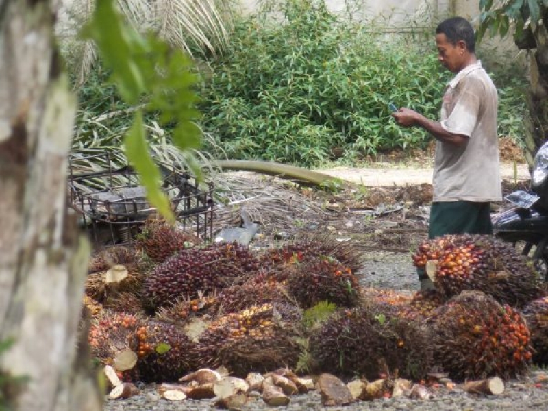 Lewat SMS Petani bisa mengetahui Informasi Harga TBS Provinsi Kalimantan Timur