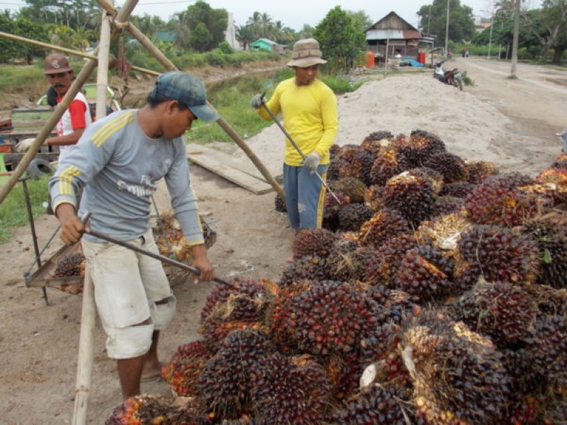 Pungutan Sawit Jatuhkan Harga TBS