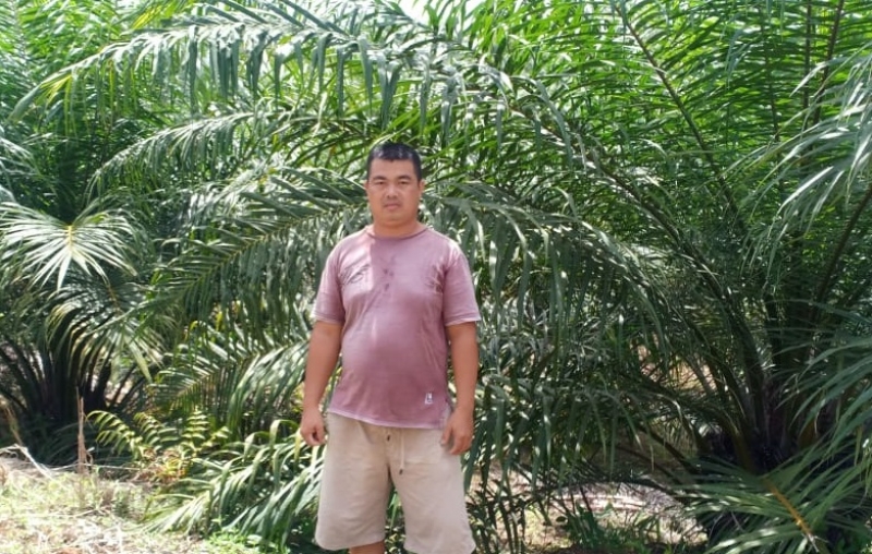 Kemenko Perekonomian: 64 Persen Petani Kelapa Sawit Indonesia Lulusan SD