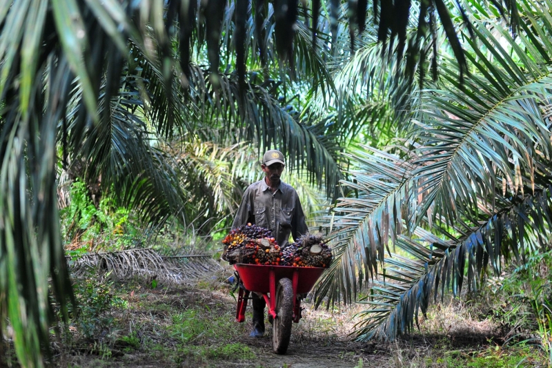 Kebijakan Biodiesel Dinilai Rugikan Petani Sawit