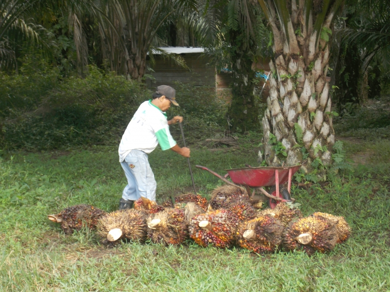 Harga TBS Kelapa Sawit di Aceh Utara Tembus Rp 3 Ribu Per Kilogram